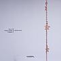 No.2 Copper Fancy Chain/m