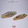 No.32 23x64 Antiq Frame Brooch/2