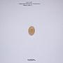 Cabochon Nat.Yellow Jade