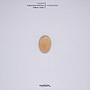 Cabochon Nat.Yellow Jade